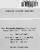 Propolis farinosa image