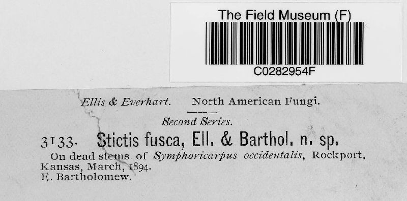 Stictis fusca image