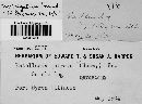 Patellaria atrata image