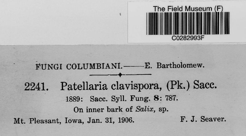 Hysteropatella clavispora image