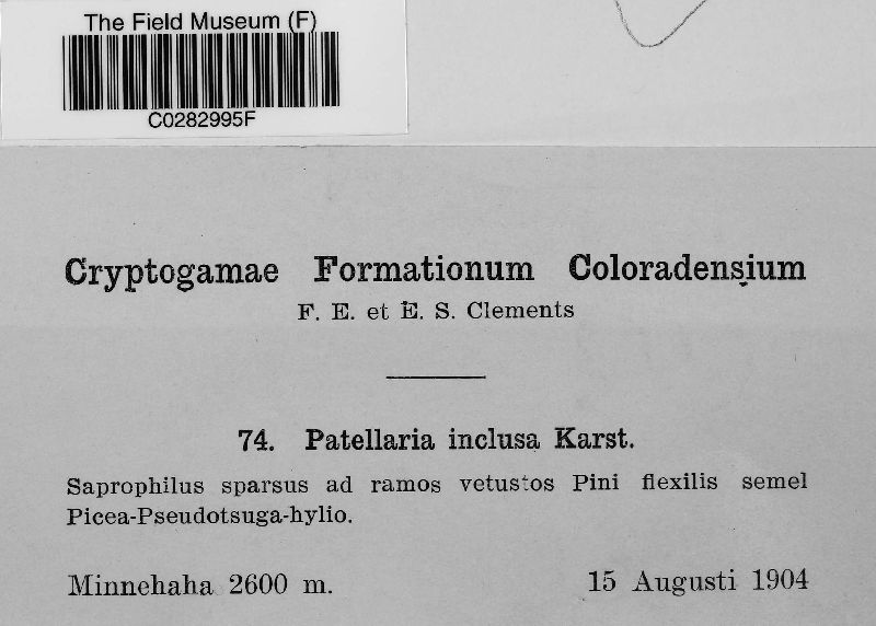 Patellaria inclusa image
