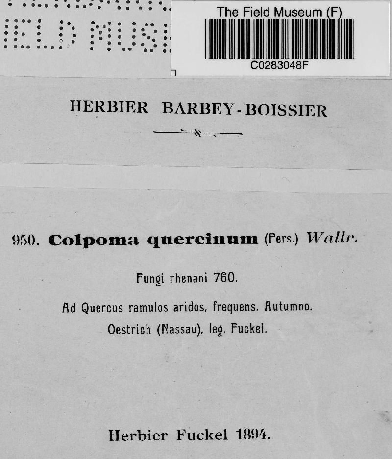 Colpoma quercinum image