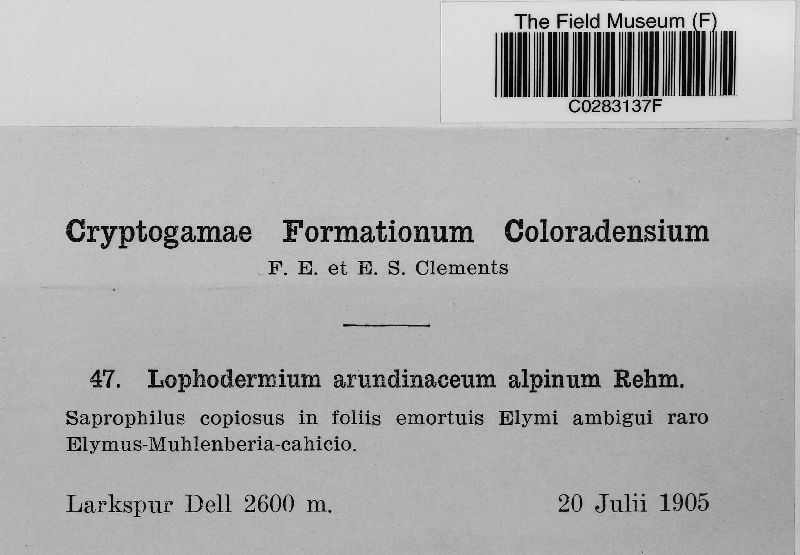 Lophodermium alpinum image