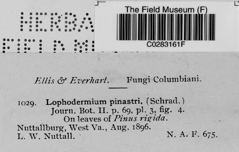 Lophodermium pinastri image