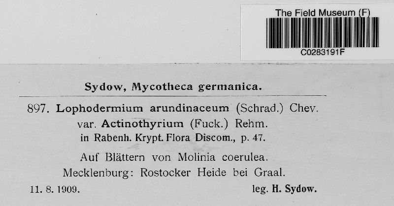 Lophodermium arundinaceum var. actinothyrium image