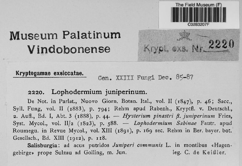 Lophodermium image