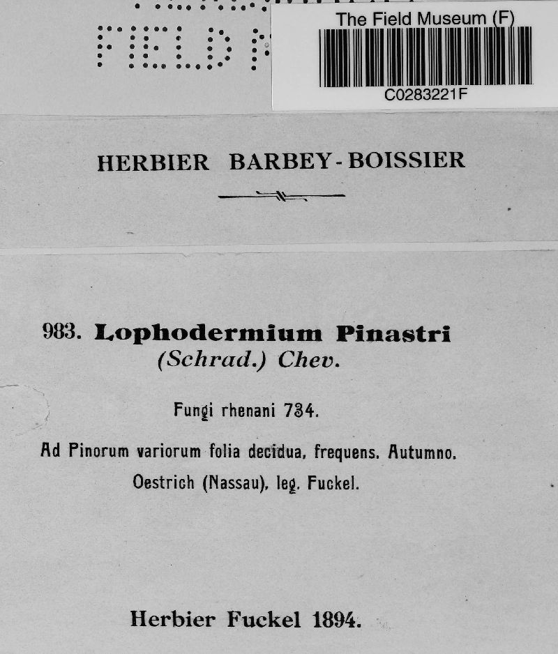 Lophodermium pinastri image