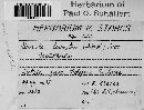 Podophacidium xanthomelum image