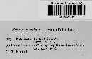 Rhytisma ilicis image