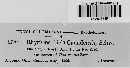 Rhytisma ilicis-canadensis image