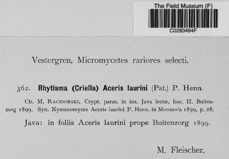 Rhytisma aceris-laurini image