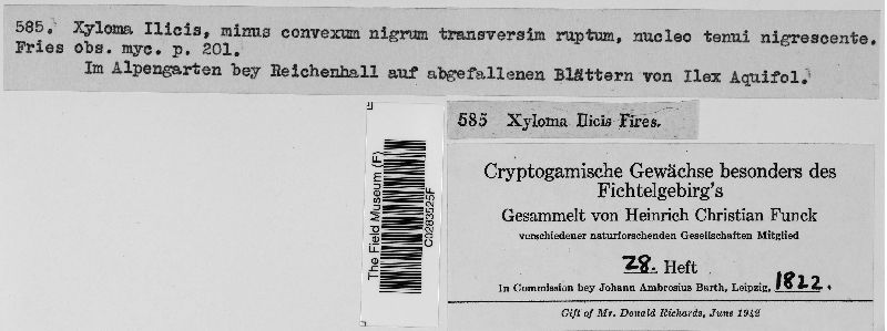 Xyloma ilicis image