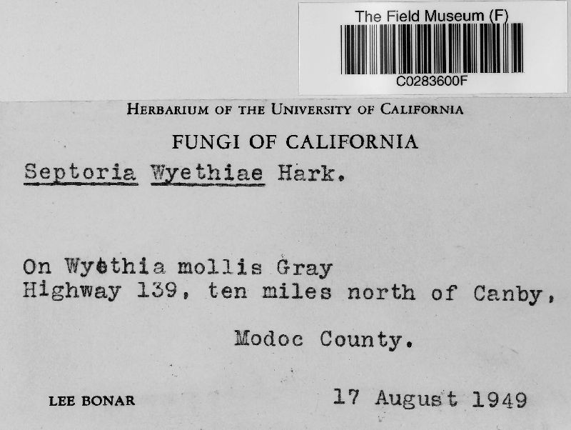 Septoria wyethiae image