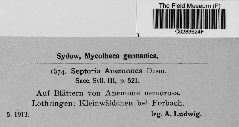 Septoria anemones image