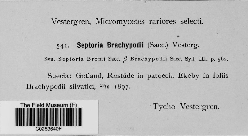 Septoria brachypodii image