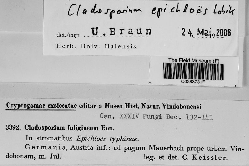 Cladosporium epichloes image