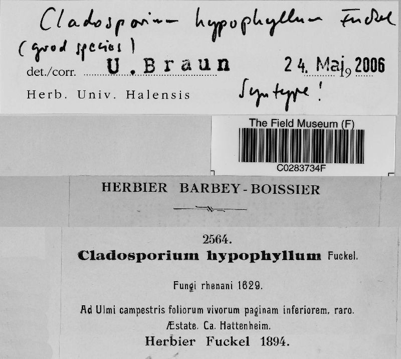 Cladosporium hypophyllum image