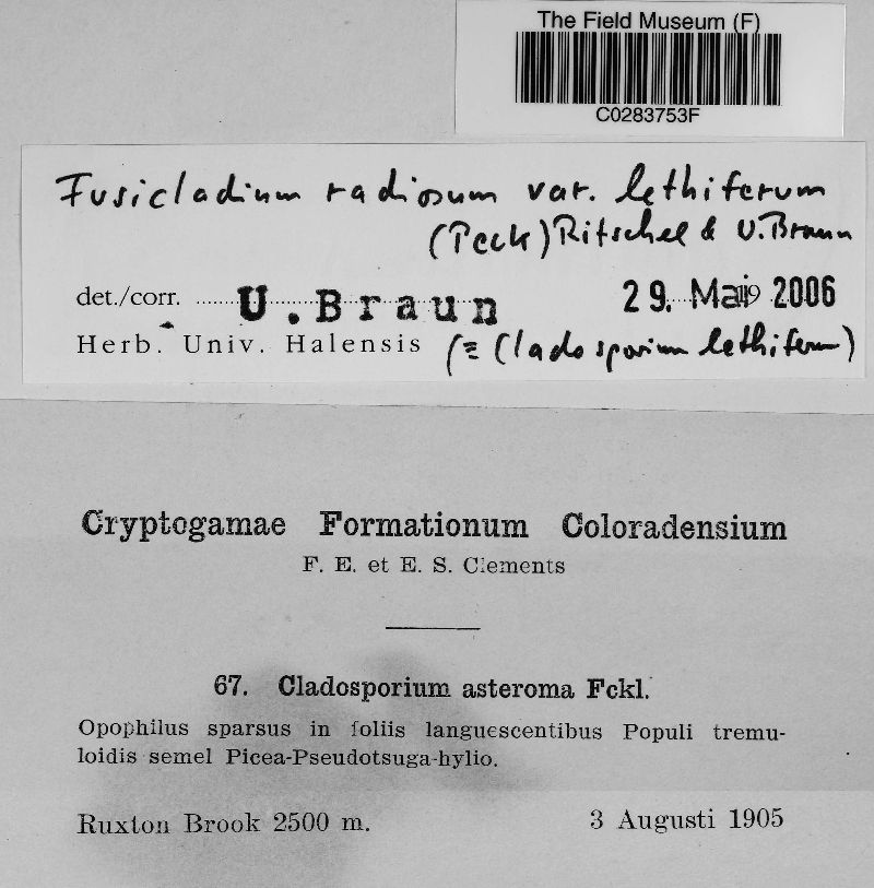 Fusicladium radiosum var. lethiferum image