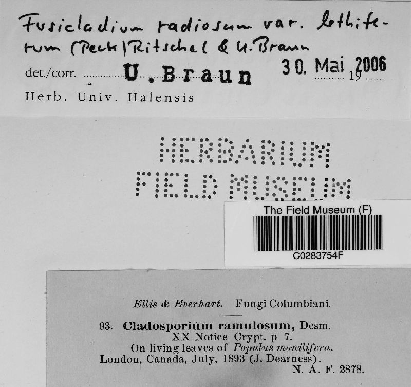 Fusicladium radiosum var. lethiferum image