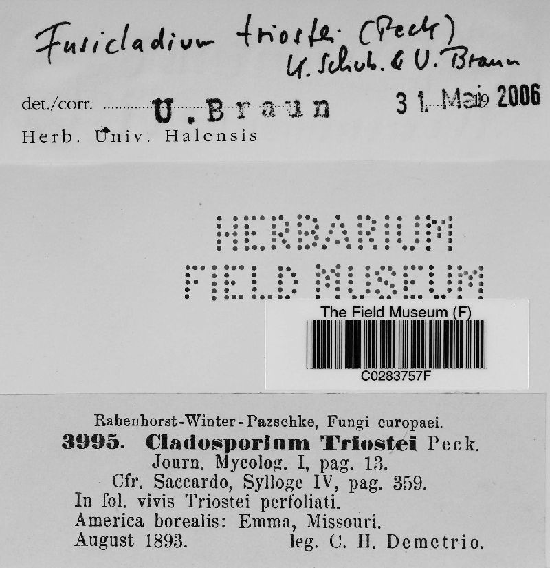 Fusicladium triostei image