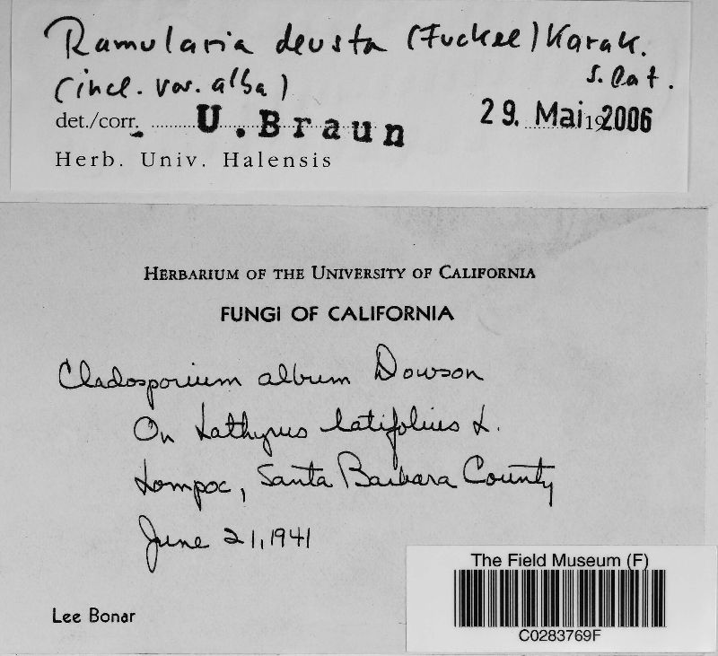 Ramularia deusta var. alba image