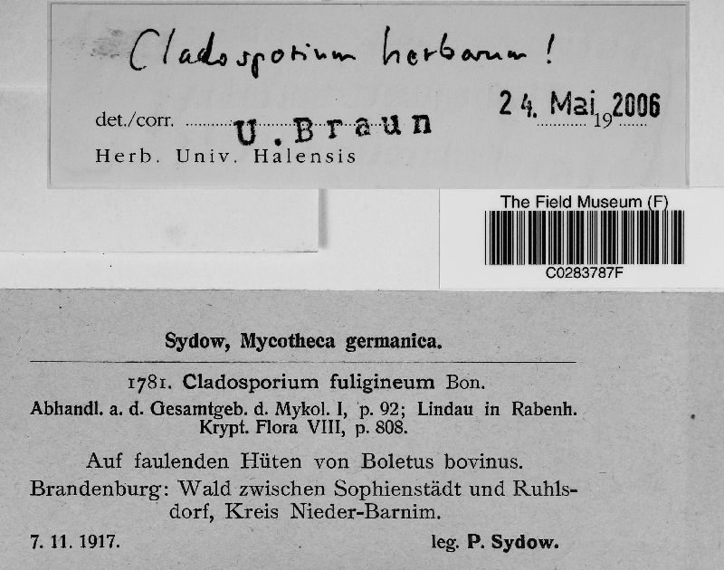 Cladosporium herbarum image
