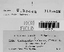 Cladosporium herbarum image