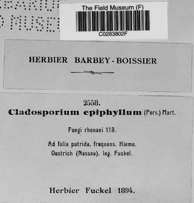 Cladosporium herbarum image