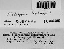 Cladosporium herbarum image