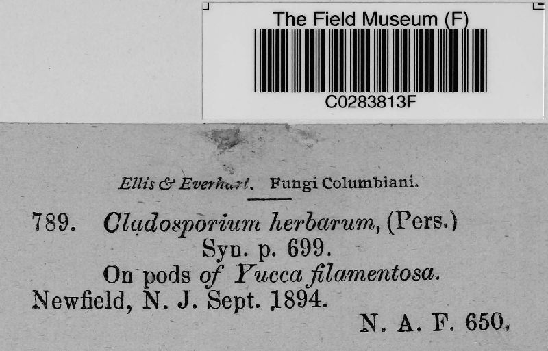 Cladosporium herbarum image