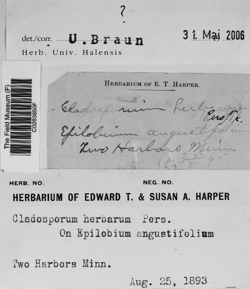 Cladosporium herbarum image