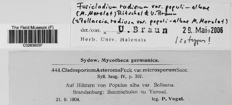 Fusicladium radiosum image