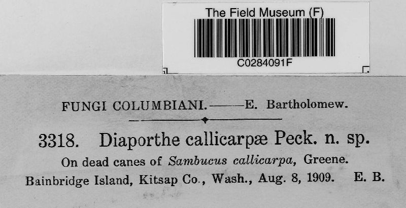 Diaporthe callicarpae image