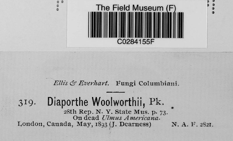 Diaporthe woolworthii image