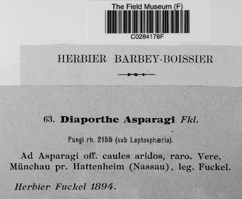 Diaporthe asparagi image