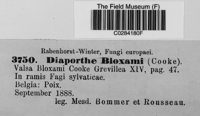 Diaporthe bloxami image