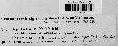 Diaporthe linearis image