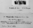 Diaporthe linearis image