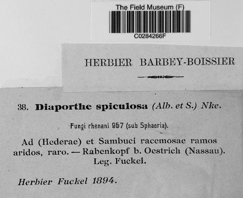 Diaporthe spiculosa image