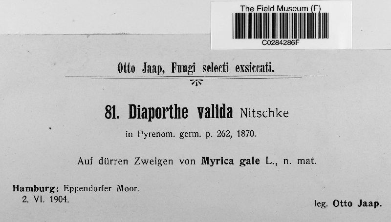 Diaporthe valida image