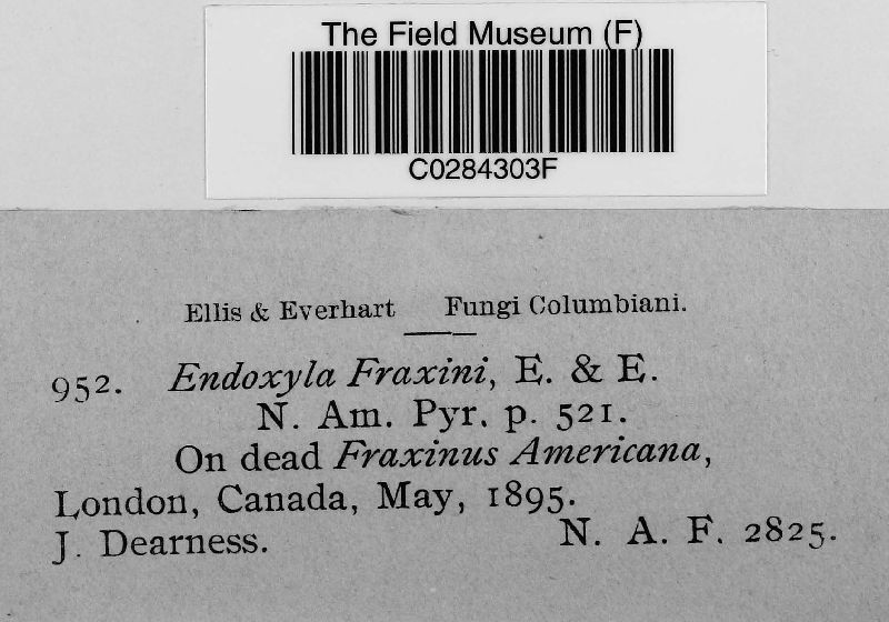 Endoxyla fraxini image