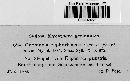 Gnomonia euphorbiacea image