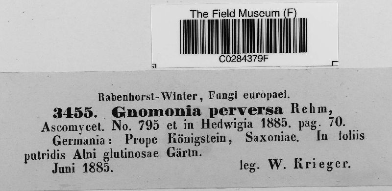 Gnomonia image