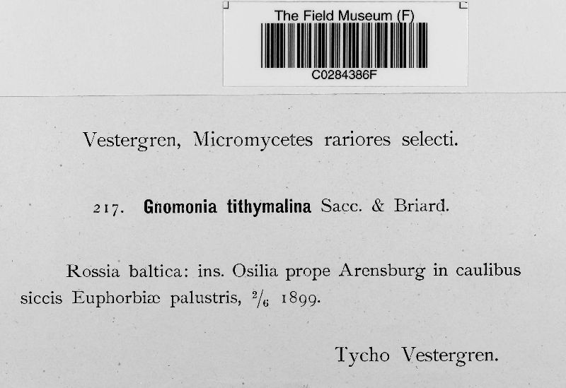 Gnomonia tithymalina image