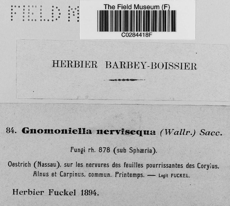 Gnomoniella nervisequa image