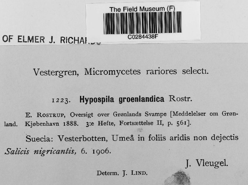 Hypospila groenlandica image