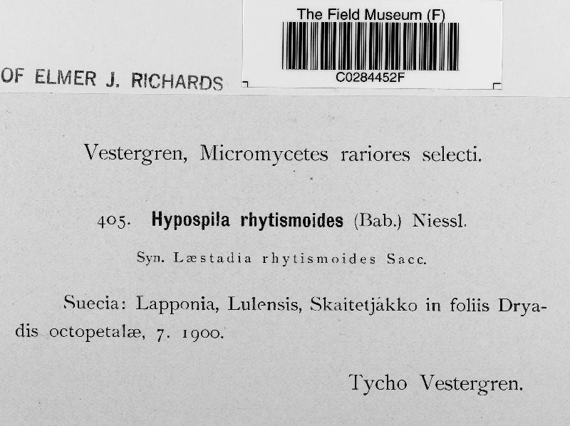 Isothea rhytismoides image