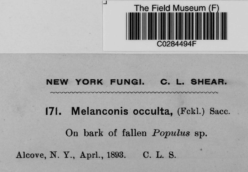 Macrodiaporthe occulta image
