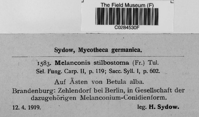 Melanconis stilbostoma image