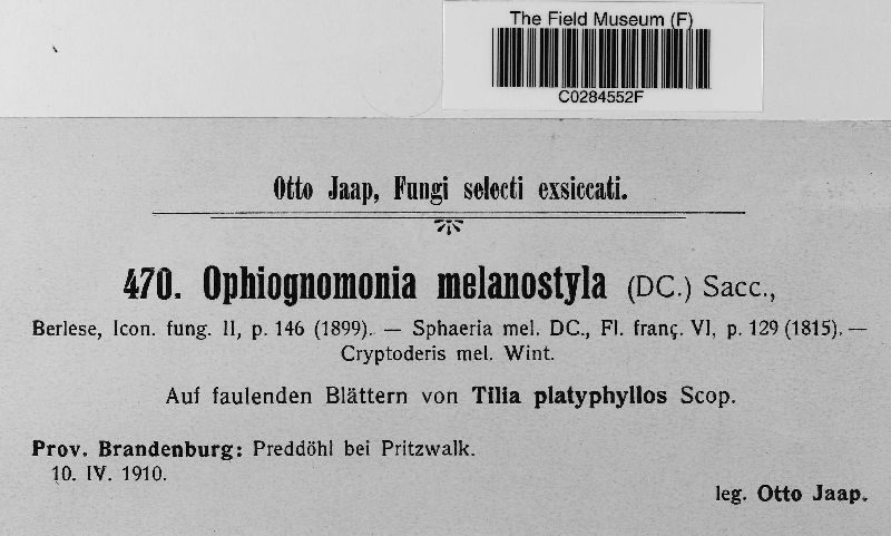 Ophiognomonia melanostyla image